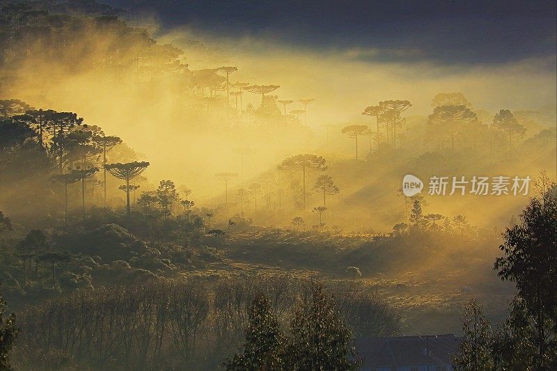 在薄雾日出的南洋松林，格兰多附近的景观，里约热内卢Grande do Sul -巴西南部乡村